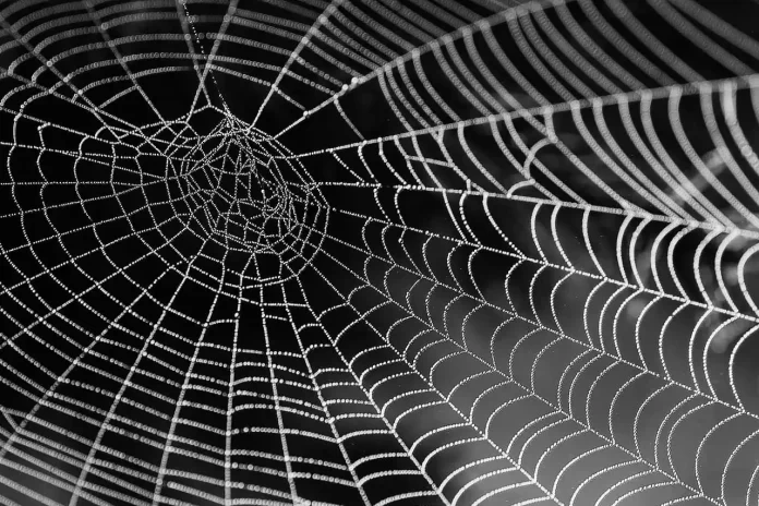 Spider Silk Revolution